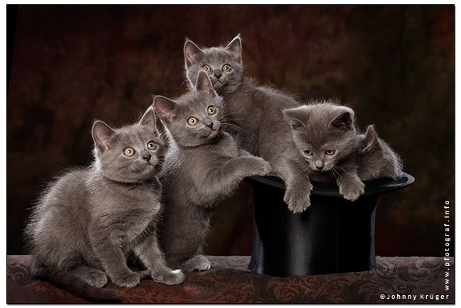 unser Chartreux Quintett