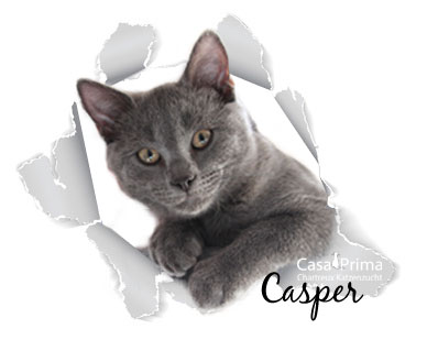Casper mit 13 Lebenswochen