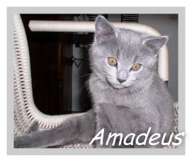 Luna's Baby Amadeus
