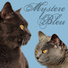 Chartreux Kartäuser Katzen von Mystere Bleu - www.chartreux-mystere-bleu.de/index.php